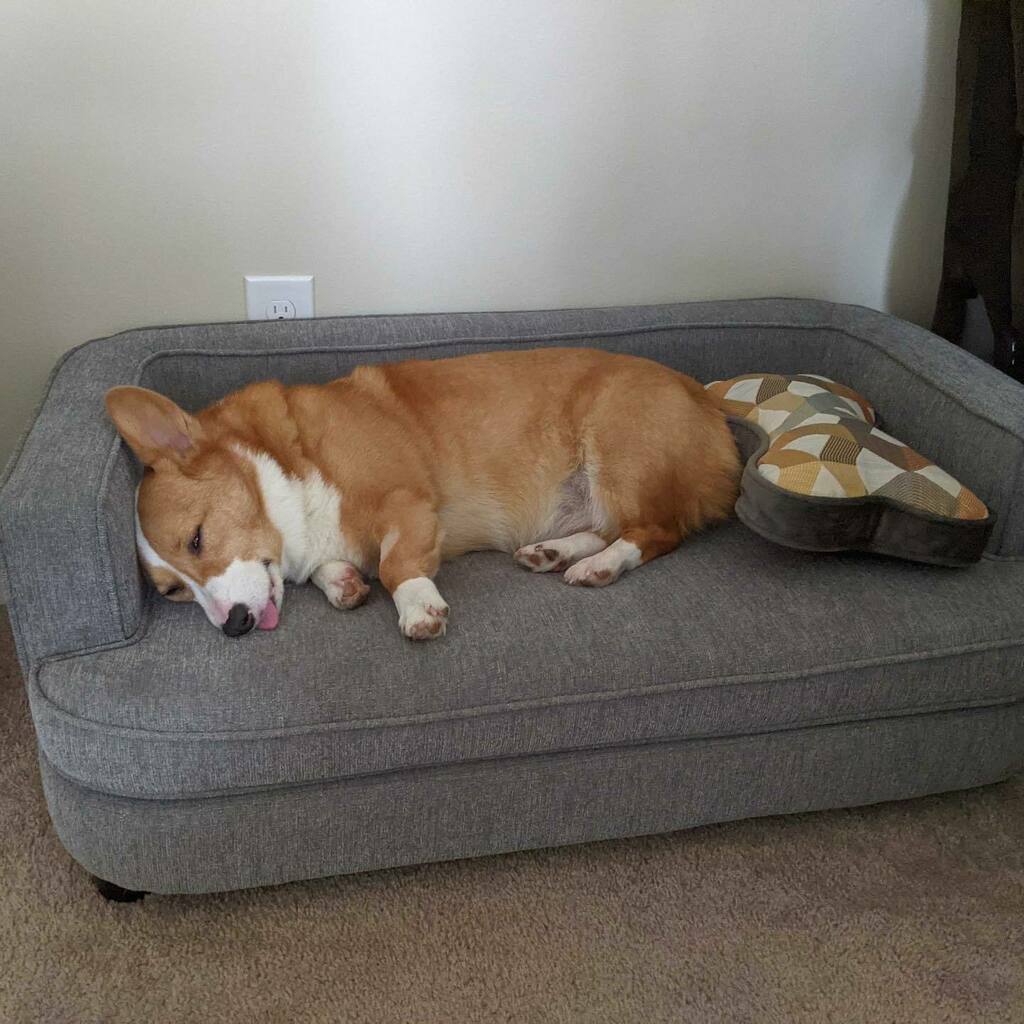 dogsofoutreach's tweet photo. Weekend Vibes™ https://t.co/M65lgJ8JFH https://t.co/nj3Erso4PU