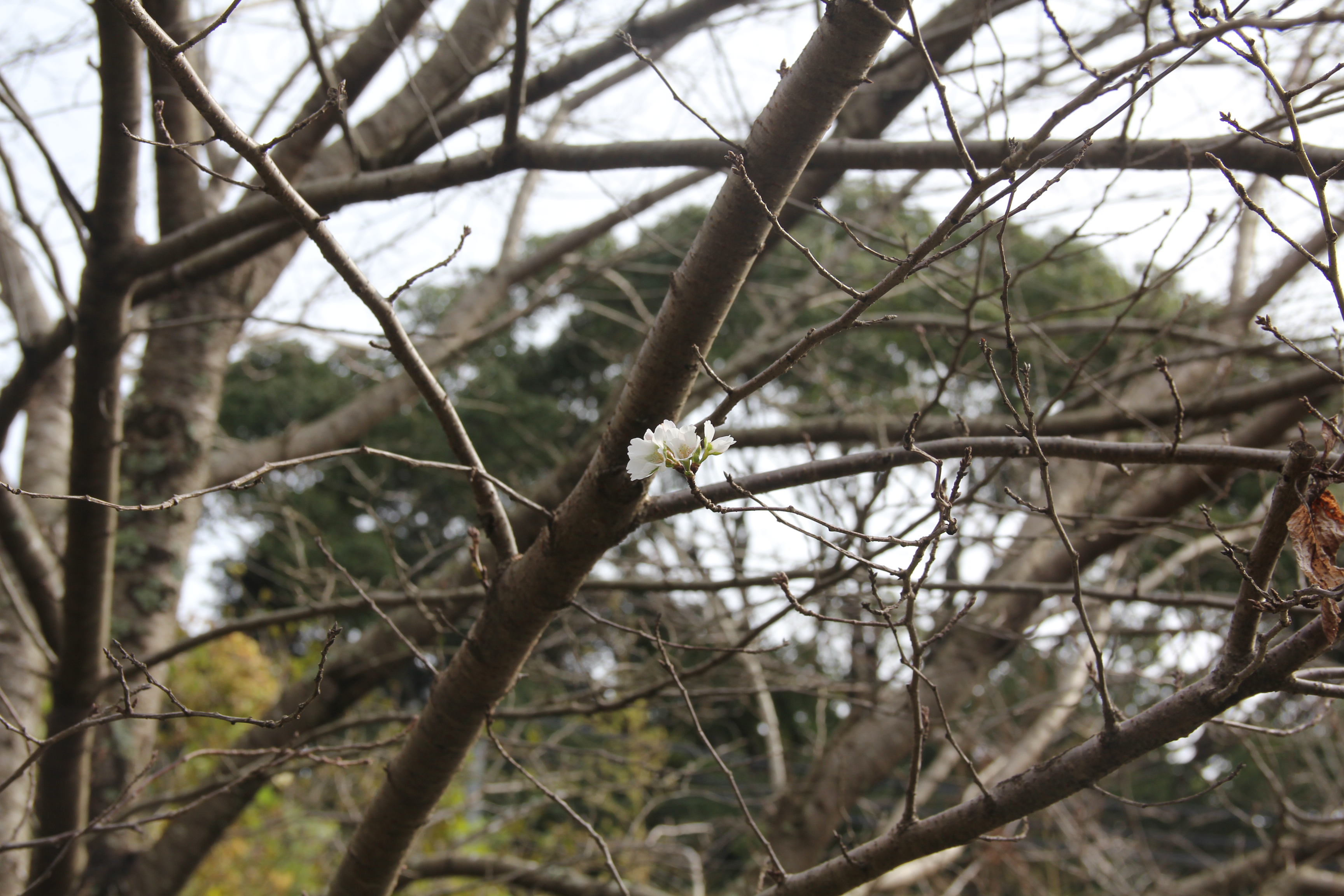 静岡市立日本平動物園 散策広場にて 季節外れ 11 7 の桜の花が ポツンとひとつ咲いています 日本平動物園 桜 T Co Mz6ittlmhp Twitter