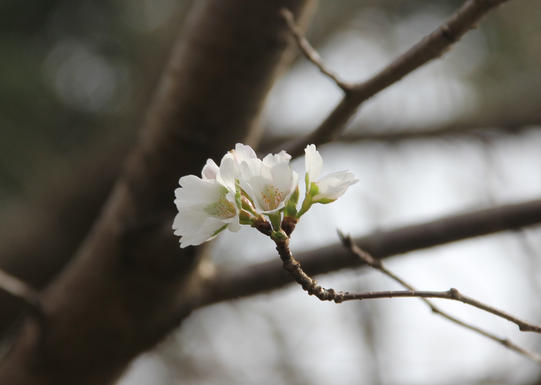 静岡市立日本平動物園 散策広場にて 季節外れ 11 7 の桜の花が ポツンとひとつ咲いています 日本平動物園 桜 T Co Mz6ittlmhp Twitter