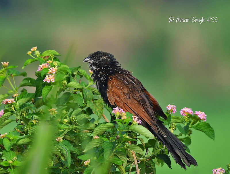 Lesser Coucal (Centropus bengalensis)
#UluDedap #Perak #Malaysia #BirdsSeenIn2021 #BirdsMalaysia2021-167 <a href="/Avibase/">Avibase (Denis Lepage)</a> <a href="/orientbirdclub/">Oriental Bird Club</a> <a href="/IndiAves/">IndiAves</a>