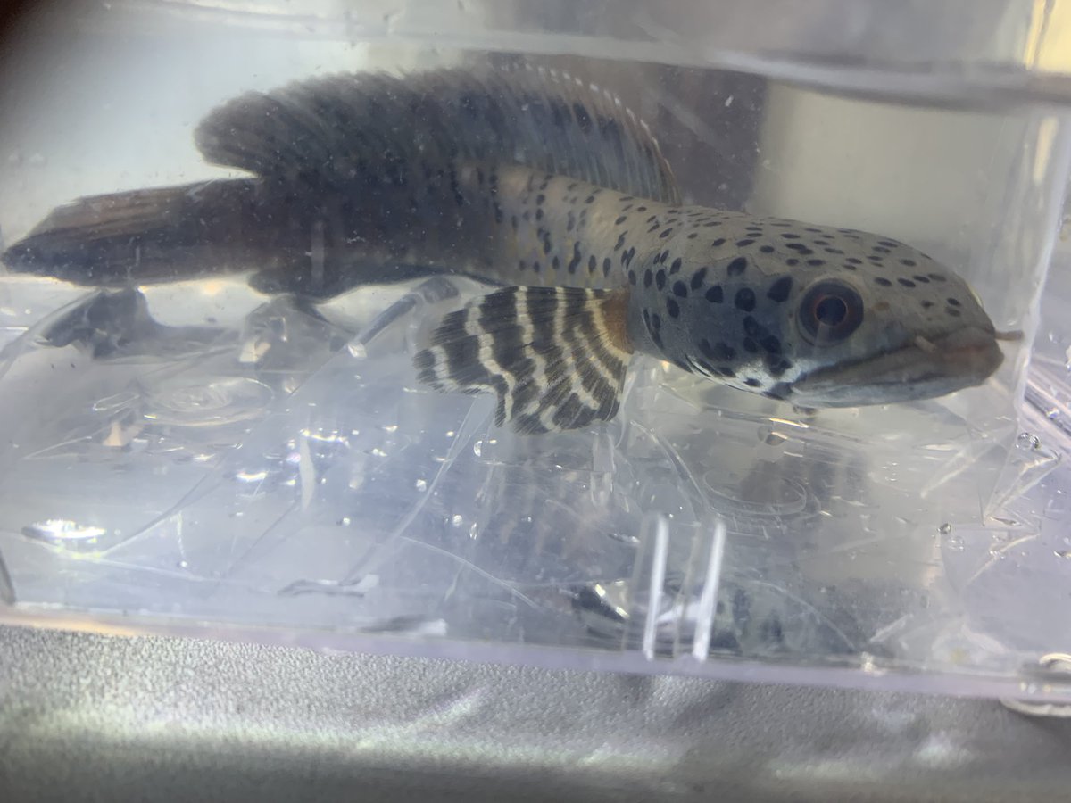 小さな熱帯魚の店 レインボー 小虹 の人たち Tfrainbow Twitter