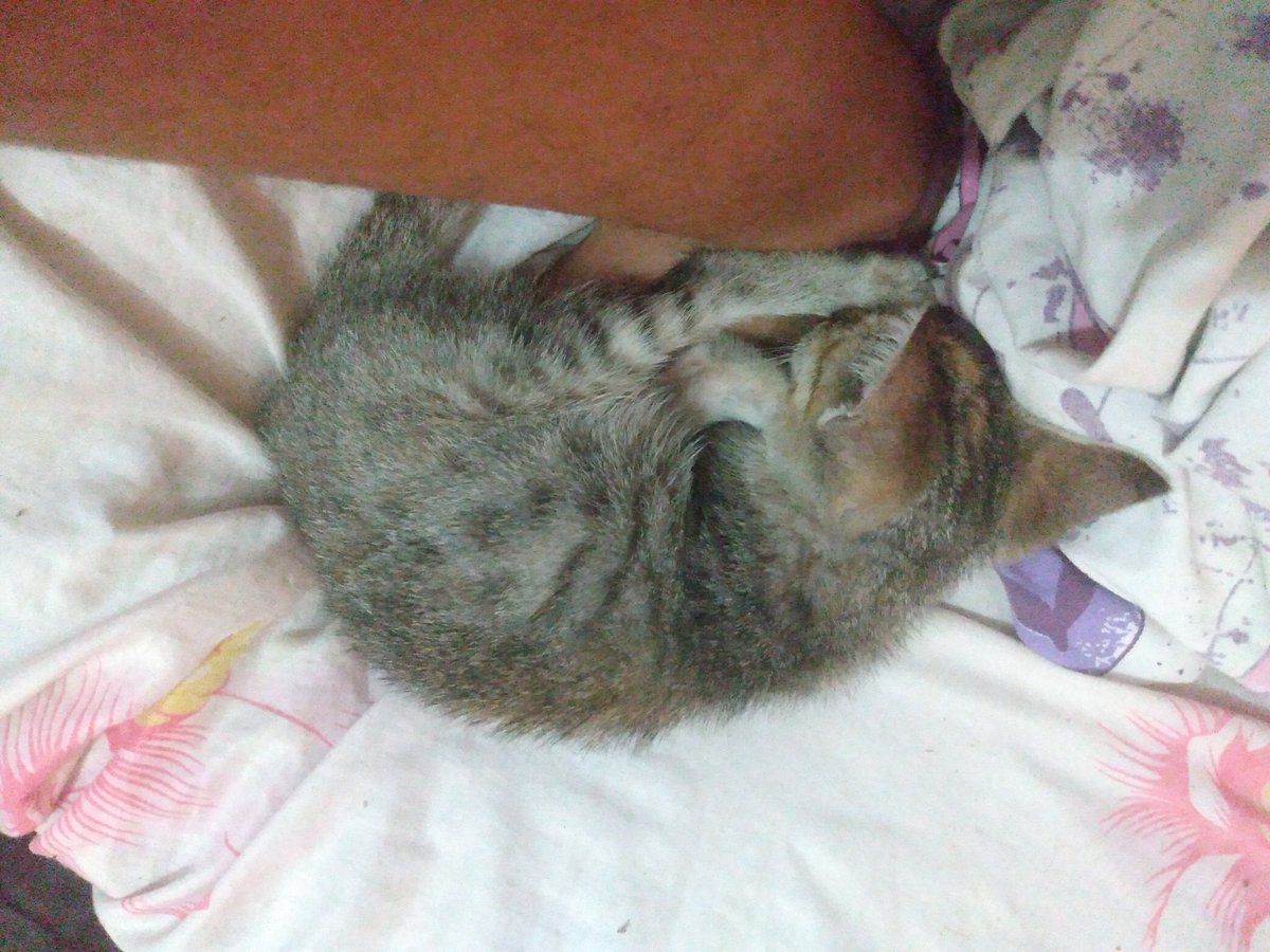 hingrid_suzzan's tweet photo. Como que eu tiro meu pé daqui??

#Gato https://t.co/UKKj47ym7y