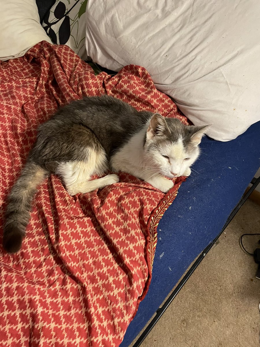 miker8771's tweet photo. Hey guys. Ashton is very very sick. Paw prayers in. He probably won’t make it though the night 🙏😢🌈😥 https://t.co/JJmiW0MO7S