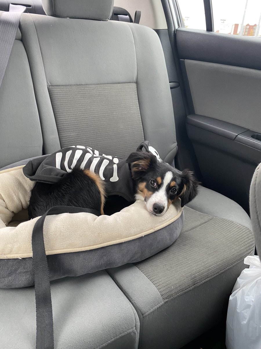 Bridget_Ditty's tweet photo. Do I take too many pictures of my dogs? Yes. But are they the cutest thing ever? Also yes. https://t.co/3bZRIOLSos