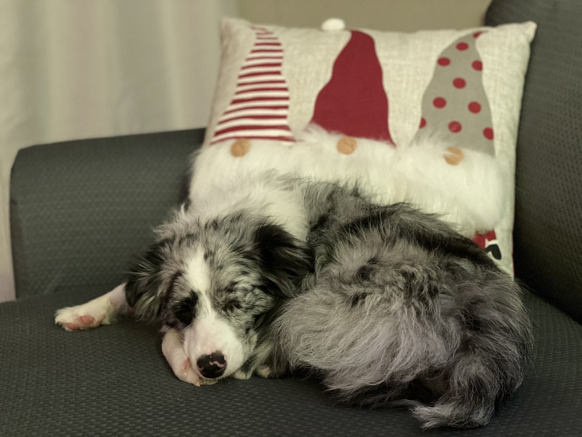 Bridget_Ditty's tweet photo. Do I take too many pictures of my dogs? Yes. But are they the cutest thing ever? Also yes. https://t.co/3bZRIOLSos
