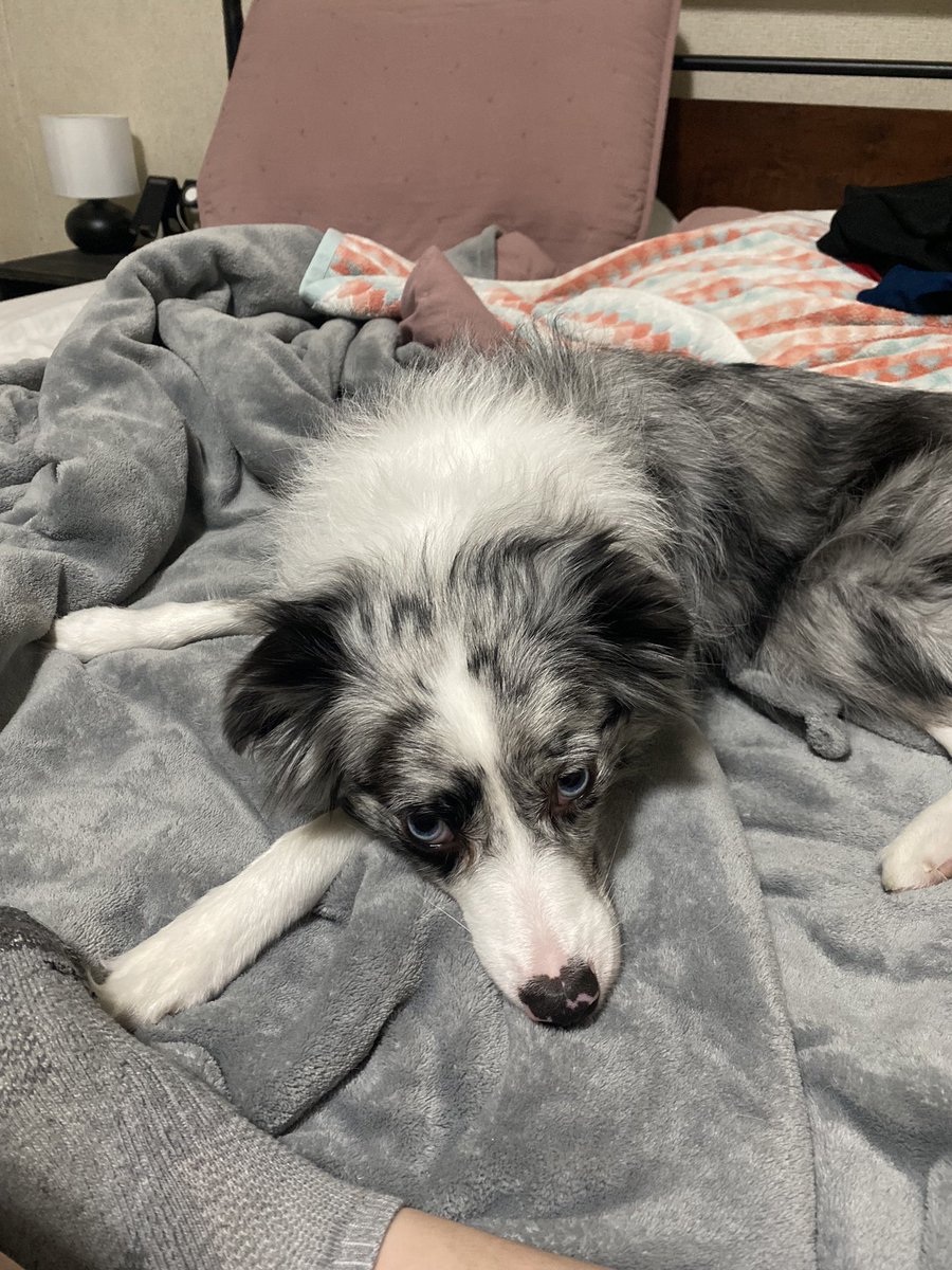 Bridget_Ditty's tweet photo. Do I take too many pictures of my dogs? Yes. But are they the cutest thing ever? Also yes. https://t.co/3bZRIOLSos