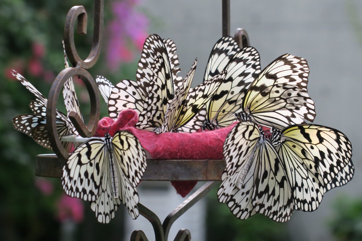 パピヨンドームの蜜皿がオオゴマダラでいっぱいでした いつもはシロオビアゲハやスジグロカバマダラなど色々なチョウが吸蜜に来るの 21 11 07 東区の動植物園 水族館 広島市森林公園こんちゅう館 まいにちを豊かに りっち