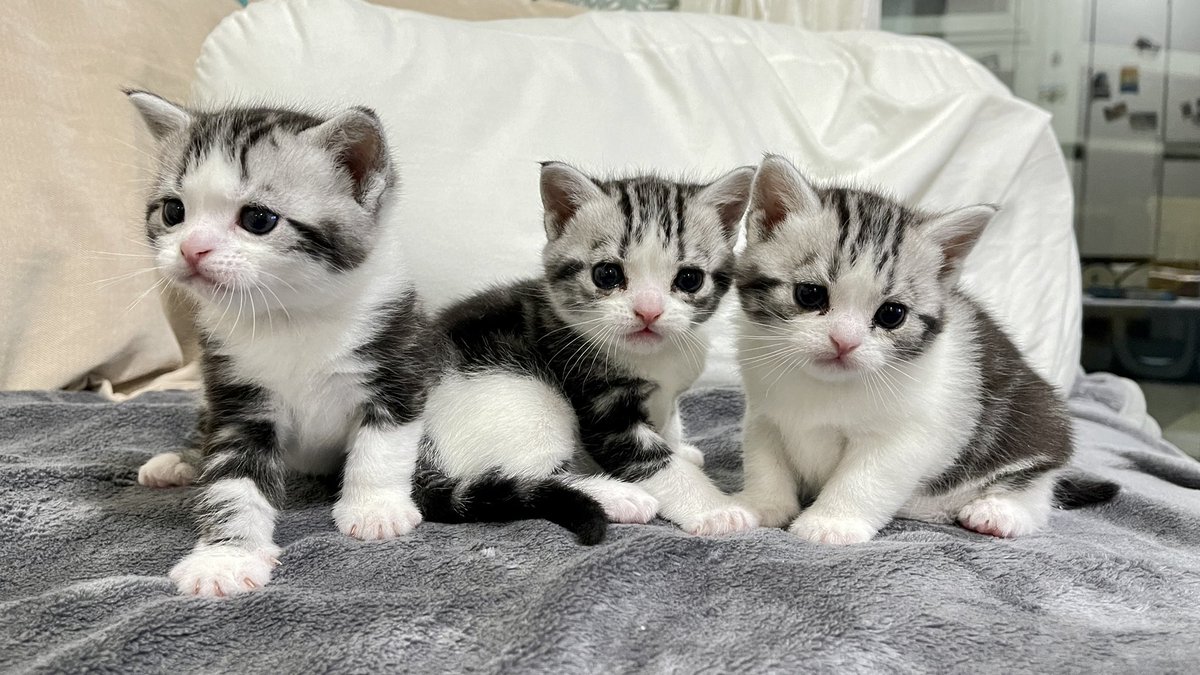 lineric's tweet photo. This trio warms your heart in a snowy day. #cat #catsmatter https://t.co/dmPClURzR9