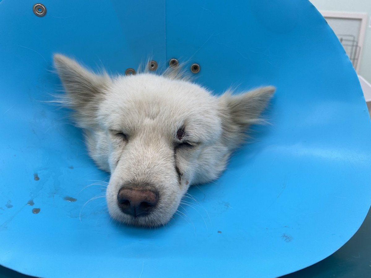 0119Vb's tweet photo. 迷子犬を保護しています。
去勢済み オス
雑種犬
片目が白くにごってる
7-8kgくらい
マイクロチップなし
坂東市付近で保護しました。
心当たりのあるかたは連絡お願い致します。
#迷子犬 #迷子ペット 
#犬 #雑種犬 #ミックス犬 #保護犬 
#オス犬 #去勢済み 
#マイクロチップなし https://t.co/FCjhlia9HG