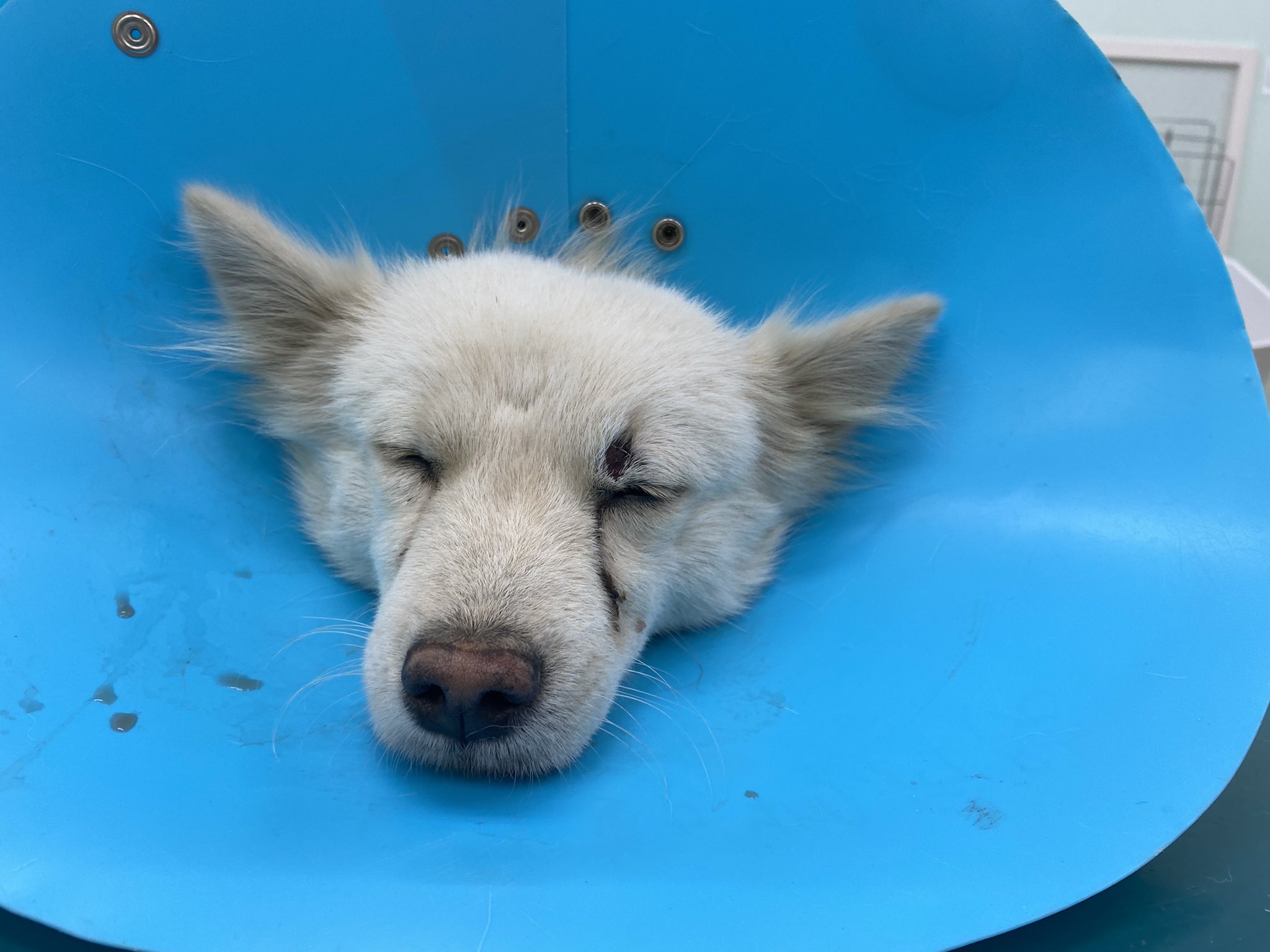 オス犬 Twitter Search Twitter