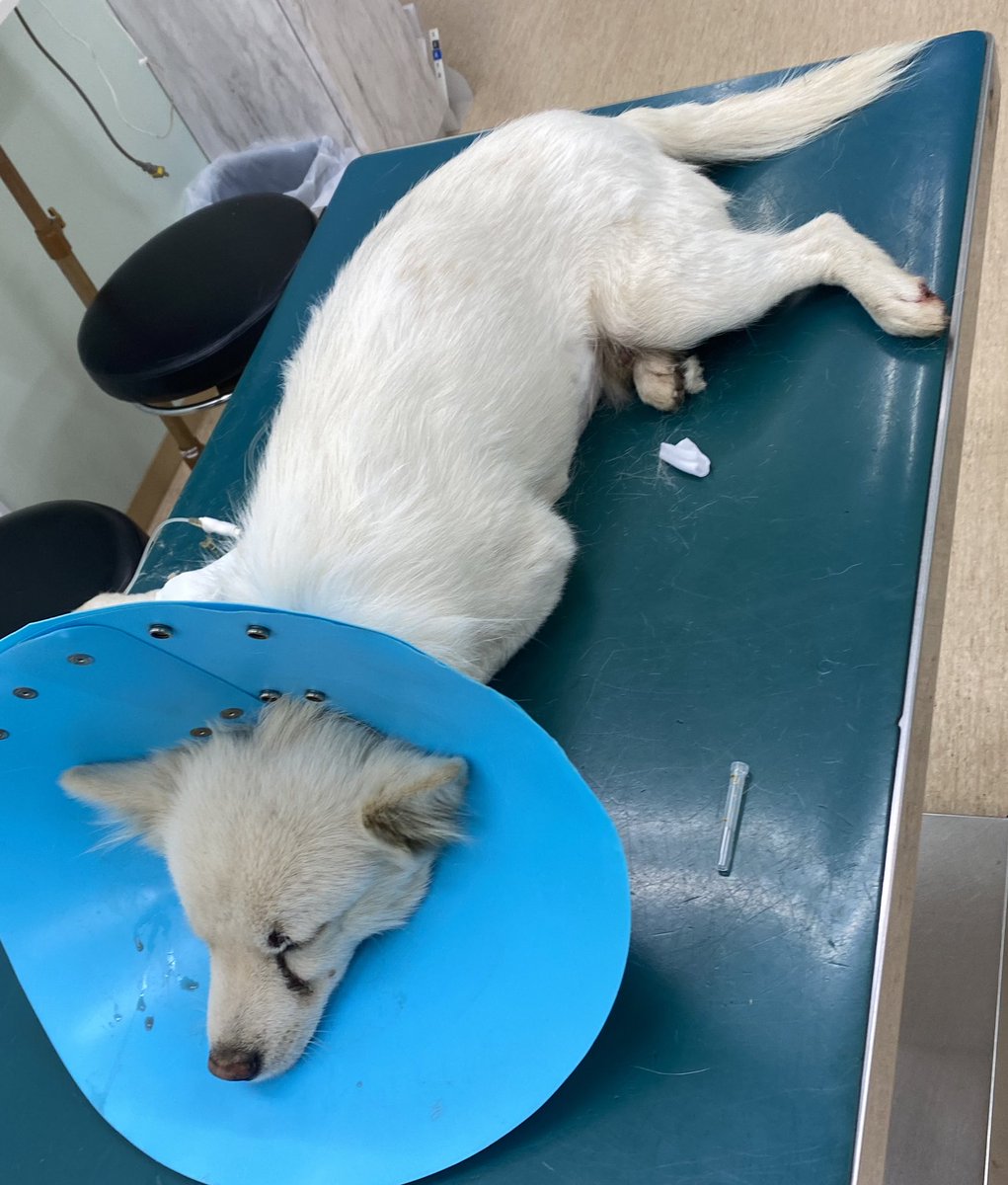 0119Vb's tweet photo. 迷子犬を保護しています。
去勢済み オス
雑種犬
片目が白くにごってる
7-8kgくらい
マイクロチップなし
坂東市付近で保護しました。
心当たりのあるかたは連絡お願い致します。
#迷子犬 #迷子ペット 
#犬 #雑種犬 #ミックス犬 #保護犬 
#オス犬 #去勢済み 
#マイクロチップなし https://t.co/FCjhlia9HG