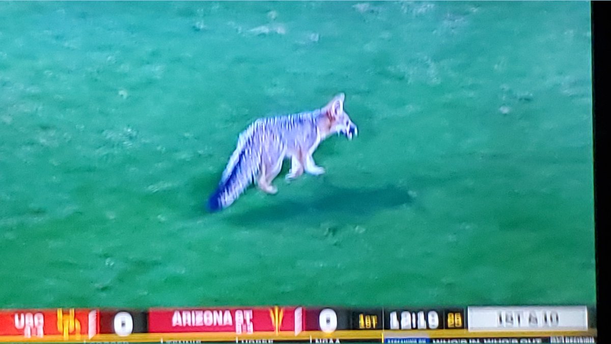 NobdyBeatTheWiz's tweet image. Oh shit fox on the field at ASU