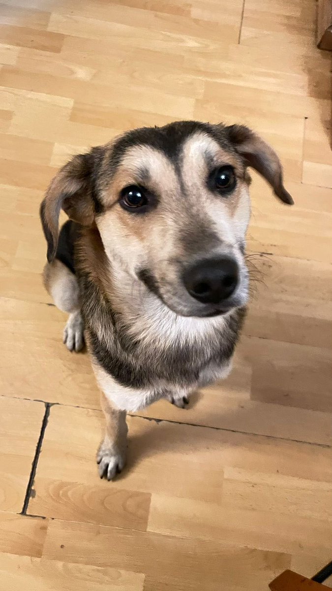 f_solorzano's tweet image. Encontré este perrito caminando en la calle de Colima, en la Roma. No trae placa pero dicen que lo han visto caminando con alguien. Por la condición de mi perrita no puedo resguardarlo pero ya está seguro en casa de confianza. Ayúdenme a encontrar a su dueño