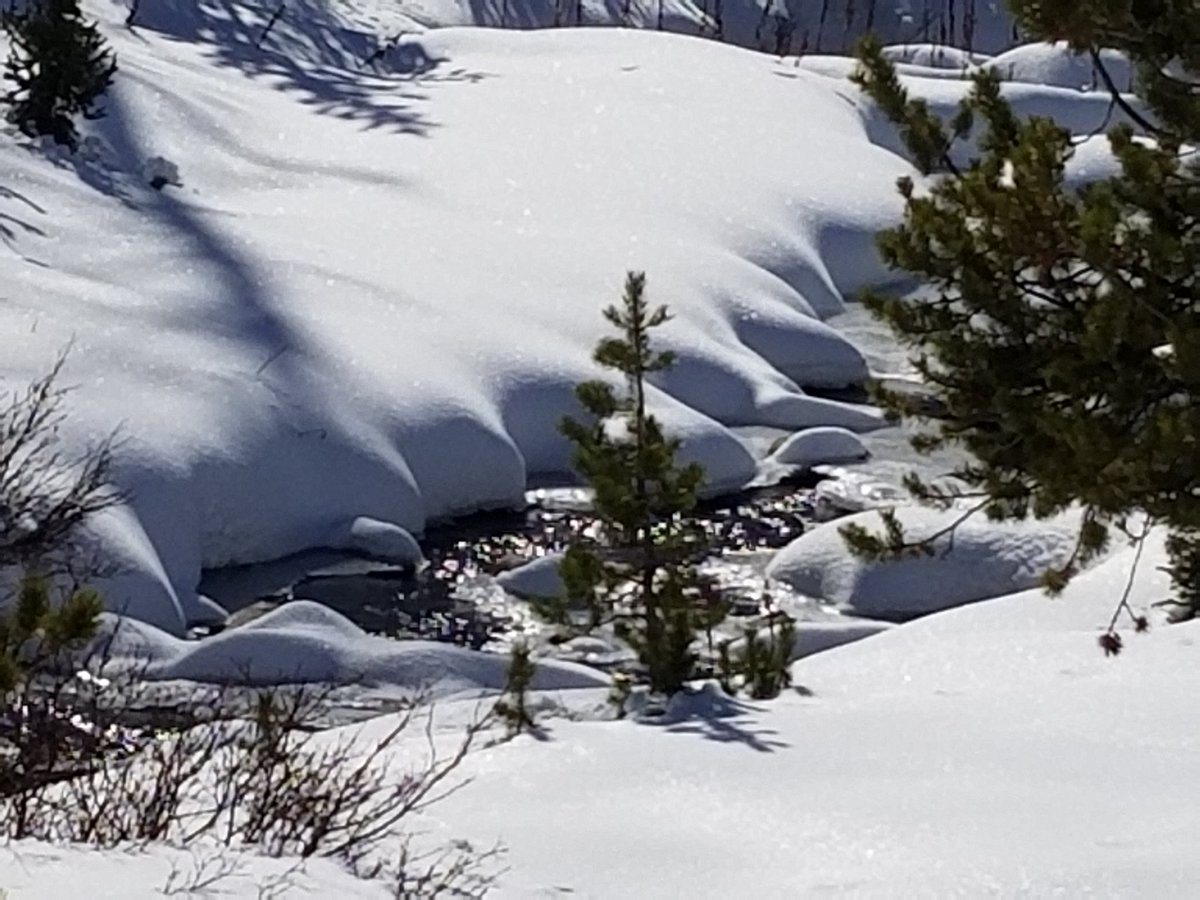 oldrn76's tweet photo. A Saturday in November in the Snowy Range.
#CatsOfTwitter 
#Wyoming
#MBNF https://t.co/czpO4EqtaB