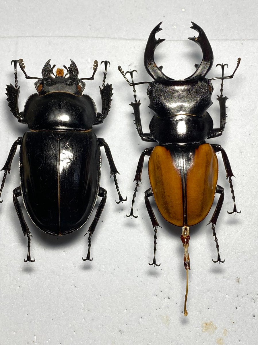 超特大！！Odontolabis kikuchii 47mm 超特大！！Odontolabis kikuchii 47mm 小祐 (@kHjMbFiTQrxu5kd