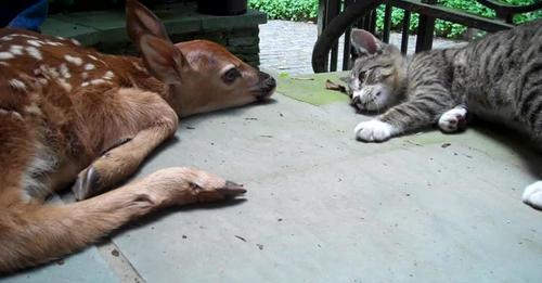 Bob Golen tweet media