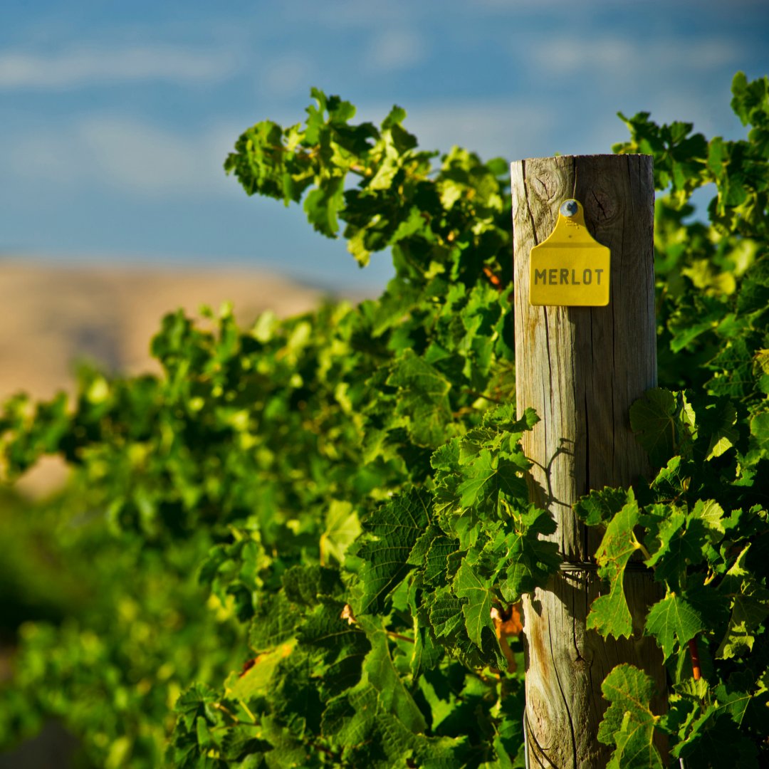 TheWineCentre's tweet photo. Happy #merlotday 🍷 🤔💡🍇 Did you know: Merlot is the second-most planted grape in the entire world. Do you know the first? Cabernet Sauvignon. Let us know your favourites
#merlot #IWEC #WSET #WSETGlobal #WSET #internationallyrecognised #wineeducation #winelover https://t.co/D4wR2xkOT5