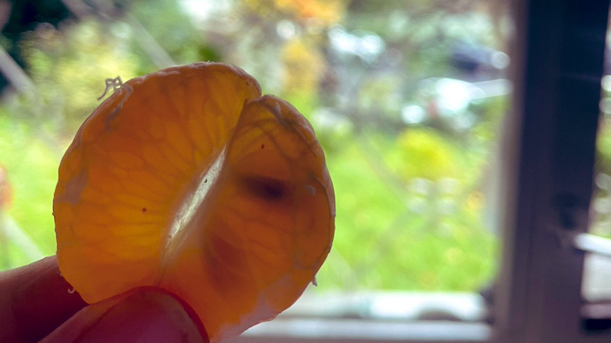 Söyle bakalım dostum, turuncuyu öğretirken hangi fotokopi kağıdı üzerindeki çalışma şu mandalinaya yansıyan ışıktaki etkiyi bırakır. 🎈#doğayabak #dünyabenimevim