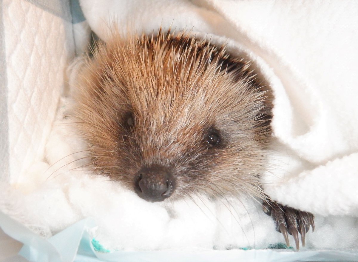 HedgehogCabin's tweet photo. Thank you SO much to those who donate via PayPal to help pay for the prescription medicines which save these precious animals, and those who send Amazon wishlist supplies, including Michael F, Xx, Wendy B, Rachael H, Daisy, Simon E.
I may work alone, but you give me the tools. https://t.co/6bWmXVJpES
