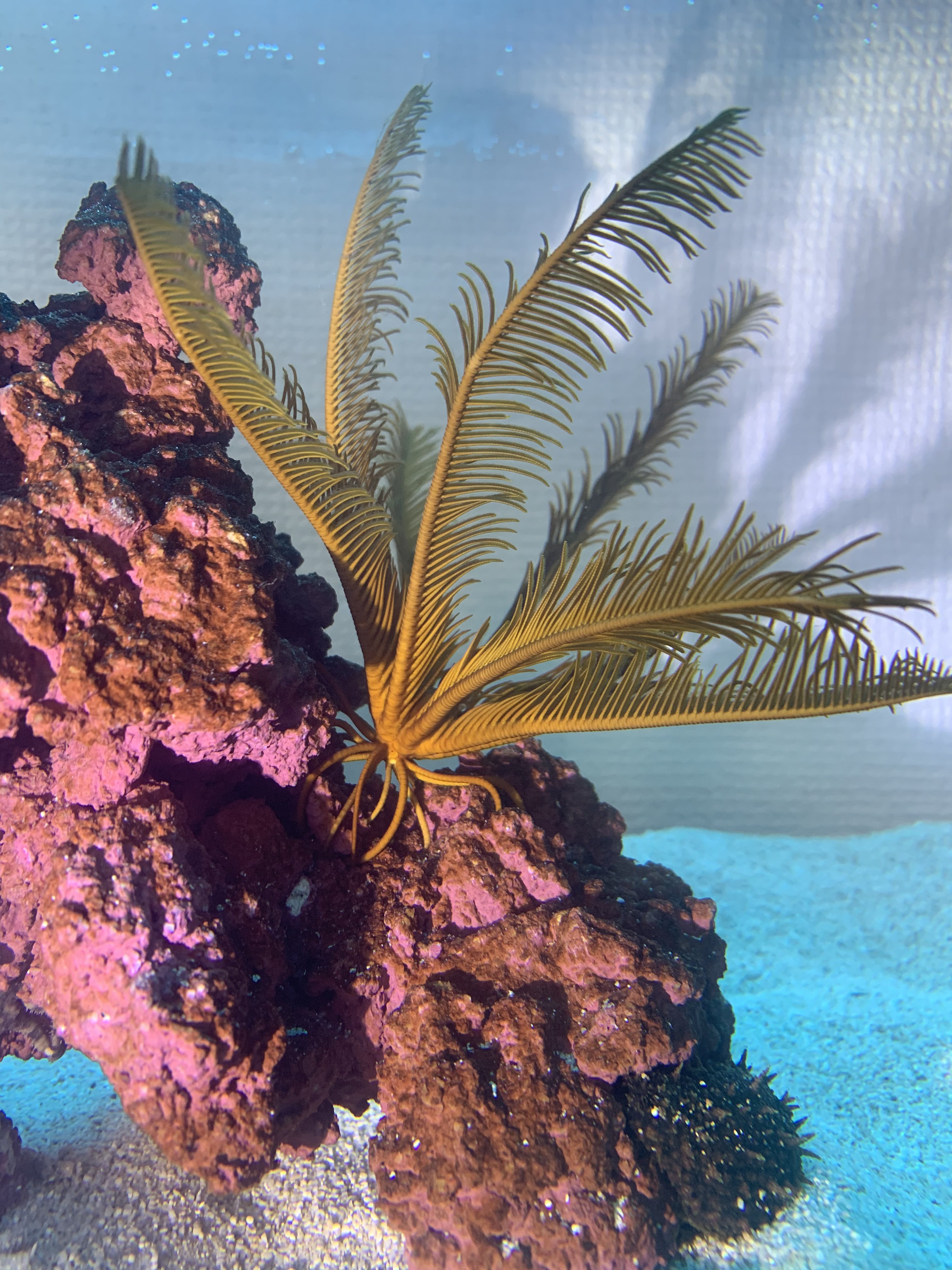 単子葉植物じゃないやつ Twitter Search Twitter