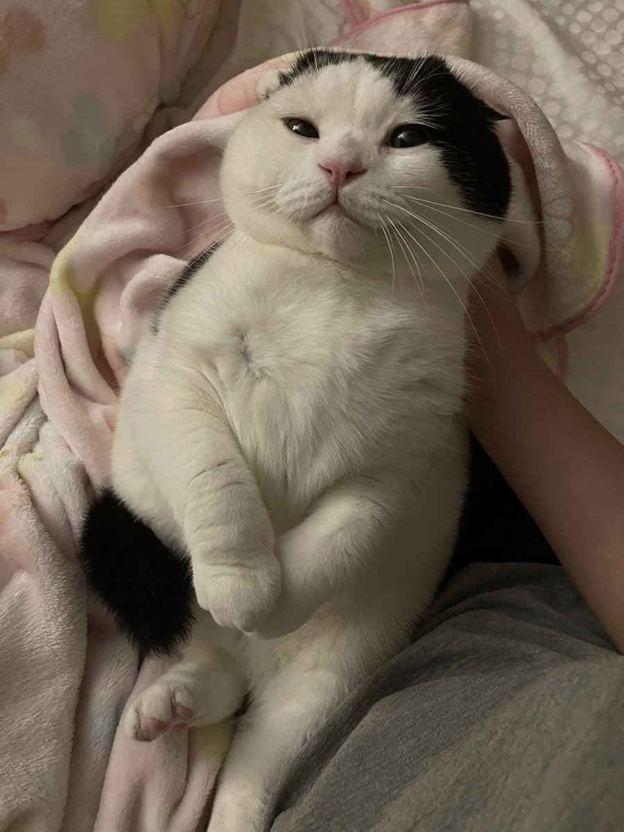 mormormorru's tweet photo. นอนแต่หมอน มานอนตักมี้บ้าง https://t.co/1D6H9ZRV29