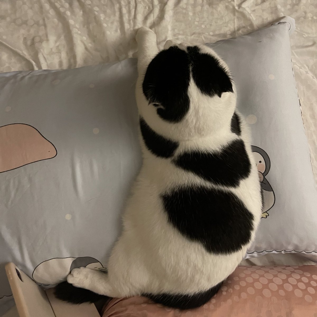 mormormorru's tweet photo. นอนแต่หมอน มานอนตักมี้บ้าง https://t.co/1D6H9ZRV29
