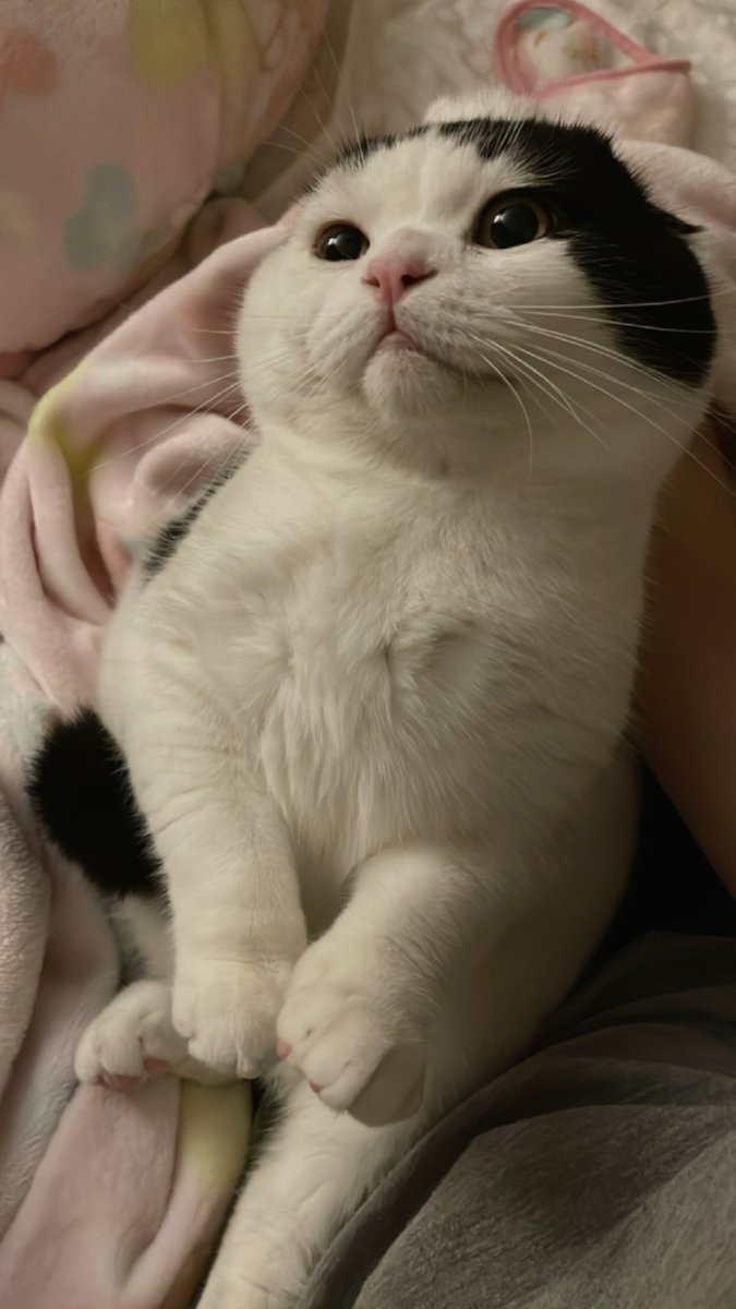 mormormorru's tweet photo. นอนแต่หมอน มานอนตักมี้บ้าง https://t.co/1D6H9ZRV29