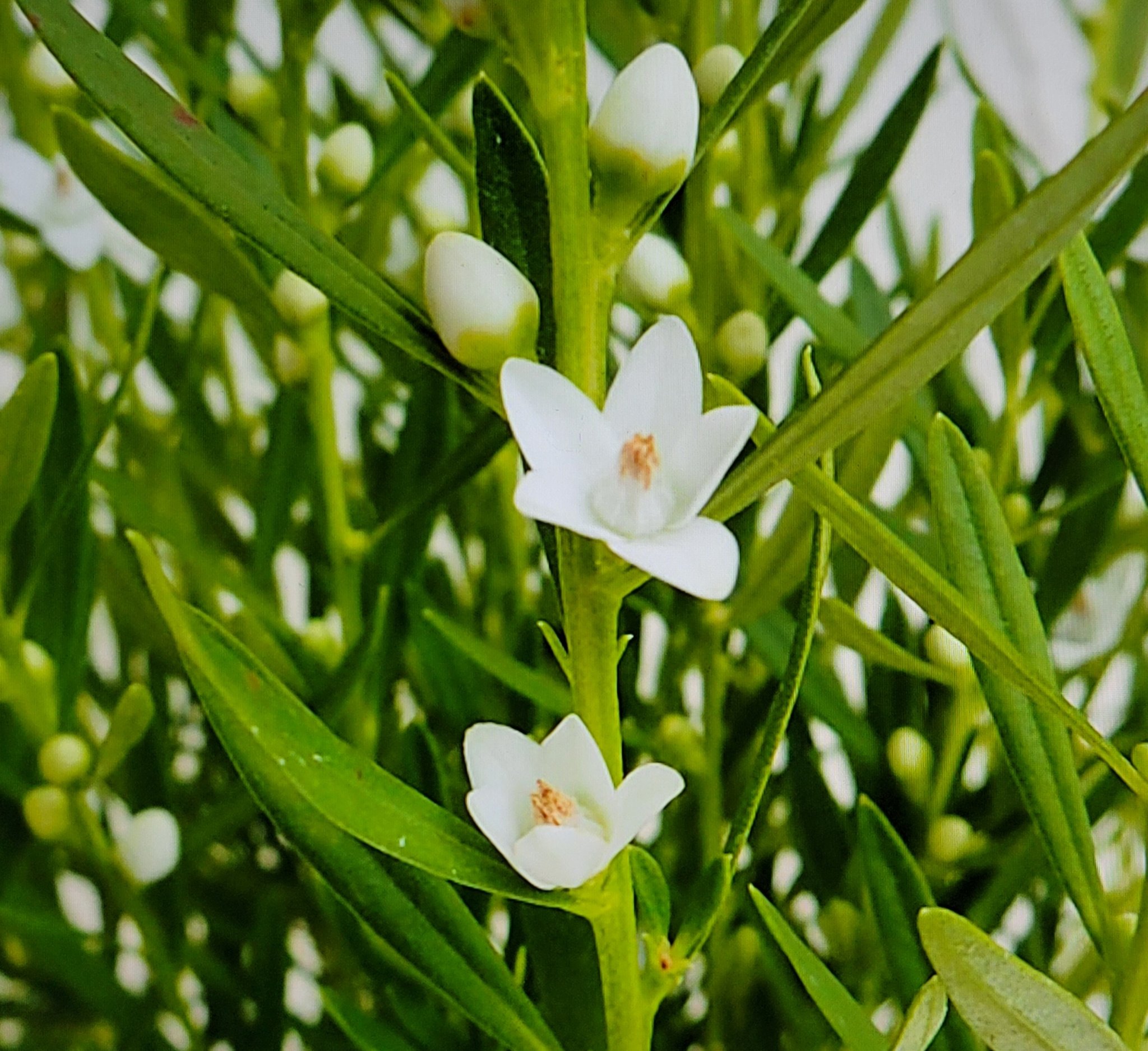 Cherie810 サザンクロス その星に似たかわいい姿の花 は流れ星に願い事をすると叶うという言い伝えにちなみます 爽やかな香りを匂わせながら美しい花を咲かせます 自分の大切にしてる かけがえのないもの への一生懸命な願い はきっと心に勇気や 力を与え