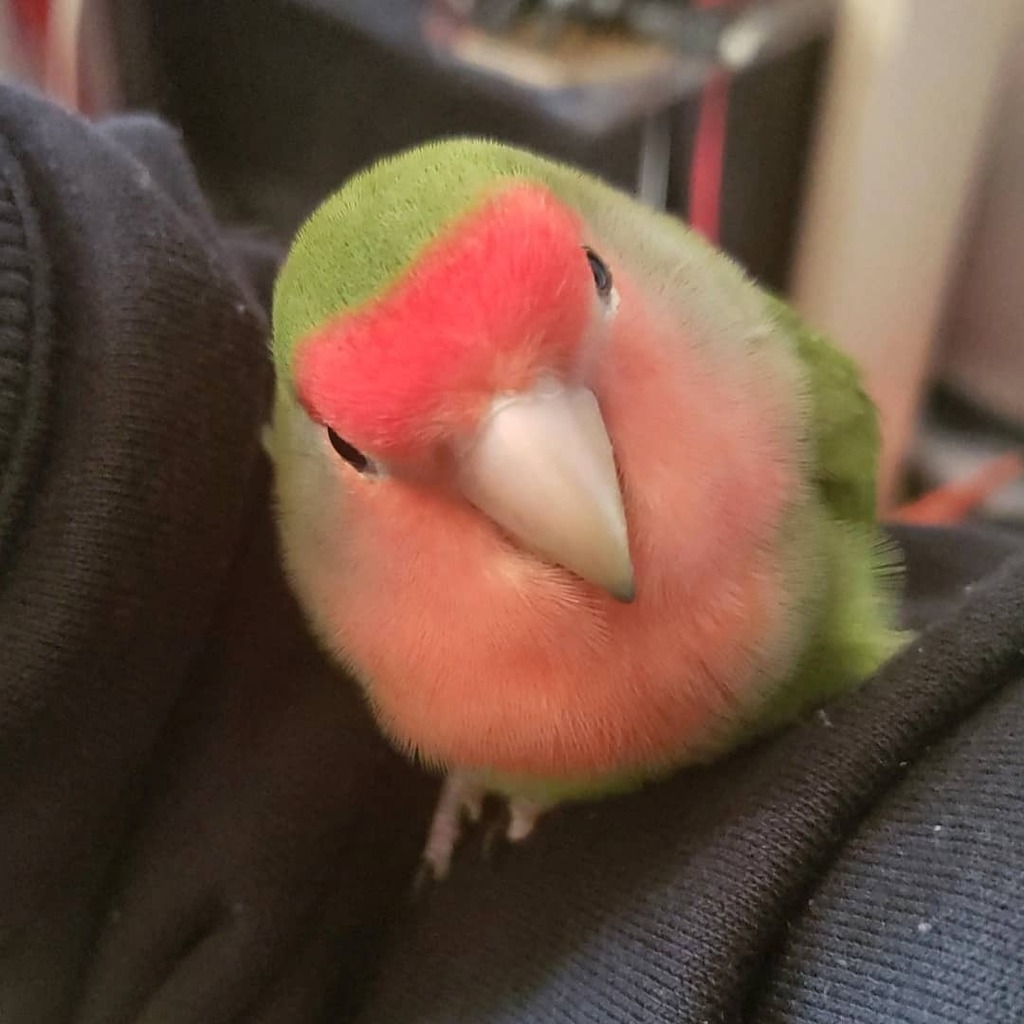 rht_photograph's tweet photo. #lovebird #birdphotography 
#インコ　#インコスタグラム 　#インコのいる生活 #インコ好きさんと繋がりたい #インコ好き 
#コザクラインコ #コザクラインコ部 
#parakeet #parakeetsofinstagram
#まんまるインコ
#ファインダー越しの私の世界 https://t.co/Tdg3dwZoJ1