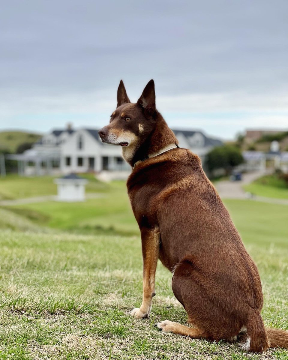 nonsensiblekate's tweet image. Cheeky late arvo 9 holes ✅ #howgoodisgolf