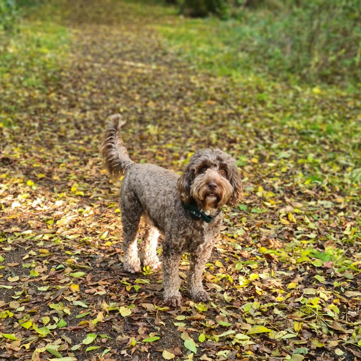 He's the perfect autumn pooch! 🍁🍂