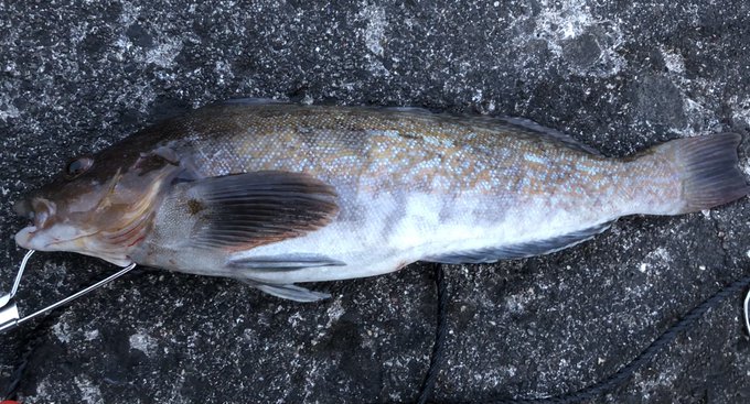 途中経過in室蘭('・ω・`)
…シマゾイはこの前釣った子では…?('・ω・`) 