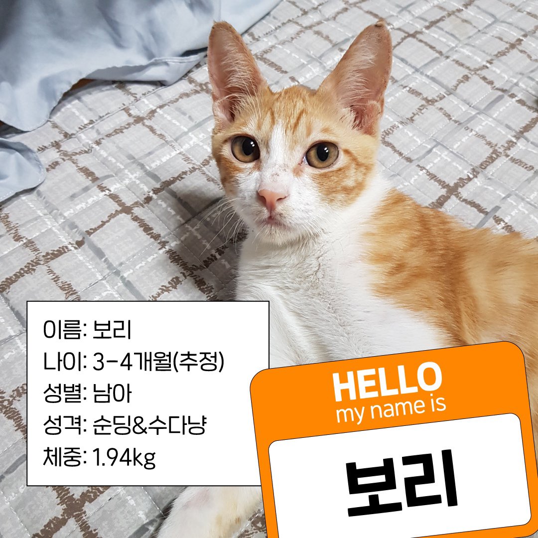 forBori_'s tweet photo. ♥️RT부탁드려요❤
🏠보리의 가족을 찾아요🏠

4개월 2kg 코숏 치즈 남아를 임시보호중입니다. 입양처를 구합니다!

보리는 지난 9월 말 홍익대학교에서 구조되었습니다
사지마비인 줄 알았던 고양이가 뛰어다니고 있어요 🐈=3

구조부터 지금까지의 이야기, 
입양 정보는 타래로 계속됩니다↓ https://t.co/6xLxmHpNgn