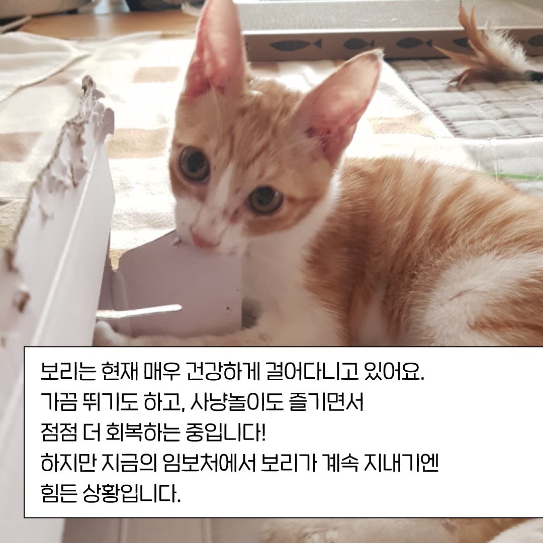 forBori_'s tweet photo. ♥️RT부탁드려요❤
🏠보리의 가족을 찾아요🏠

4개월 2kg 코숏 치즈 남아를 임시보호중입니다. 입양처를 구합니다!

보리는 지난 9월 말 홍익대학교에서 구조되었습니다
사지마비인 줄 알았던 고양이가 뛰어다니고 있어요 🐈=3

구조부터 지금까지의 이야기, 
입양 정보는 타래로 계속됩니다↓ https://t.co/6xLxmHpNgn