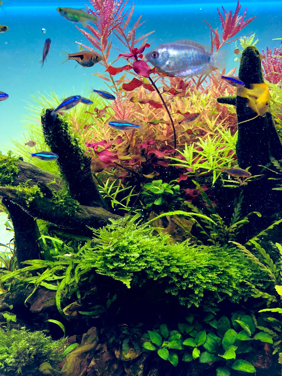 トト丸 原神dbdアクアリウム Totomaru1212 Twitter トト丸 原神dbdアクアリウム Totomaru1212 Twitter