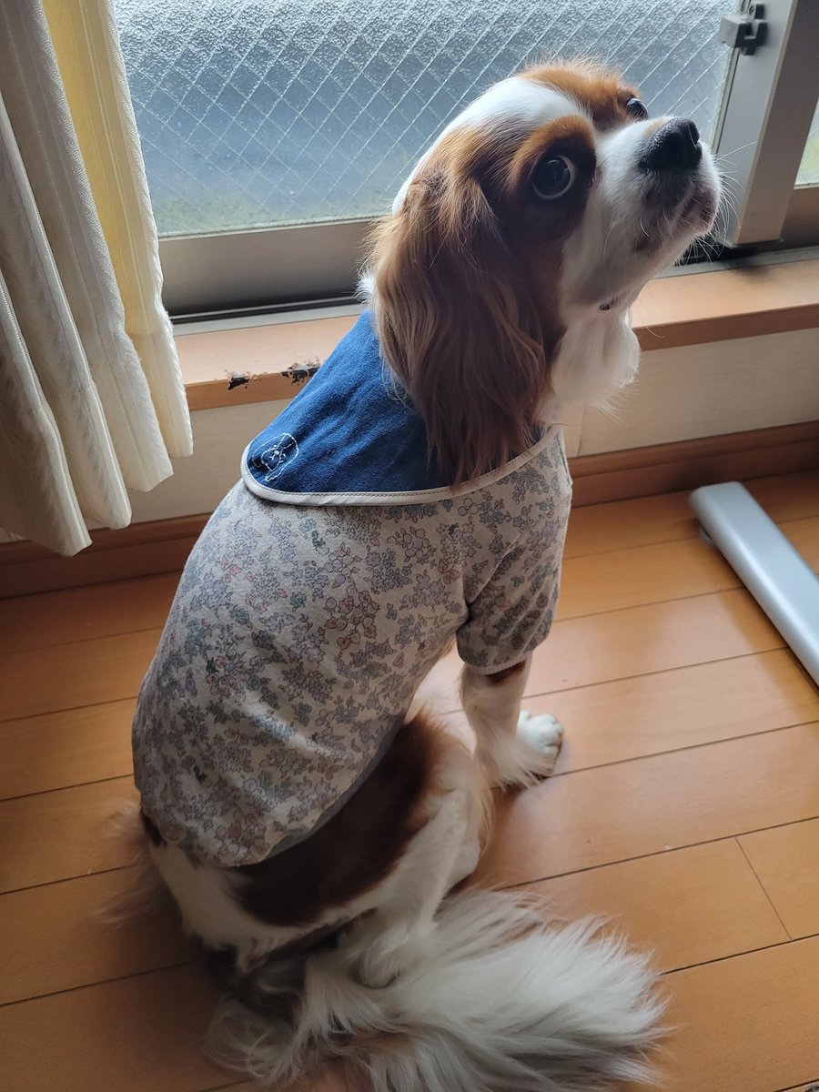 kushiginzou's tweet photo. キャバリアランド運営の方、出店関係の方、安全に催行して頂いて、ありがとうございました

とても楽しく過ごせました
次回も安心安全でお願いします

@cavaforest 
@blenheim1992 
#キャバリアランド https://t.co/NXgE8q7wyB