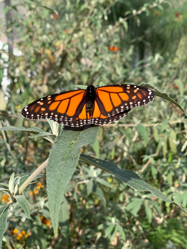 _Emariemarie's tweet photo. Beautiful 🦋📸💕 11.06 ✨ https://t.co/4decNQMSjV