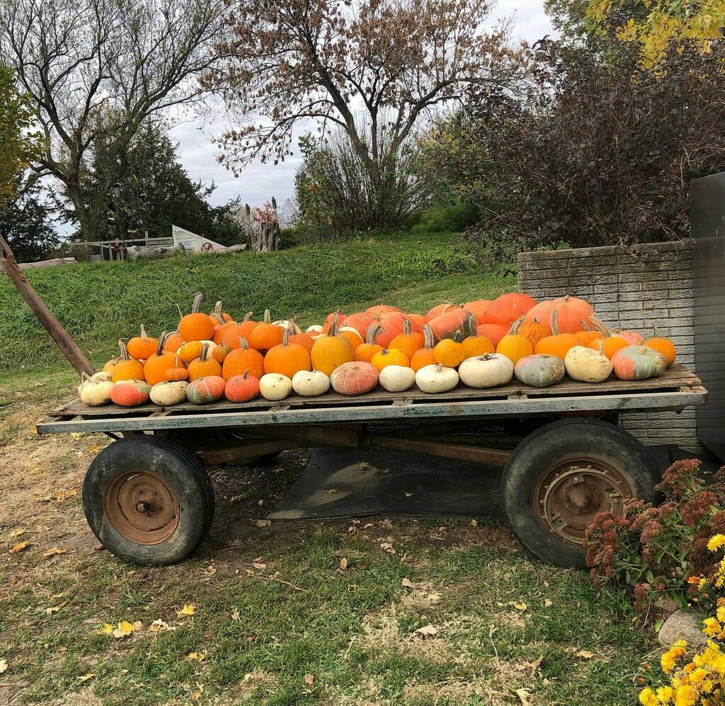 FlynnFarmFresh's tweet photo. #2021 Pumpkin ๐ Harvest. #flynnfarmfresh https://t.co/8OrzaUZdq2 https://t.co/2Is3DVA38m