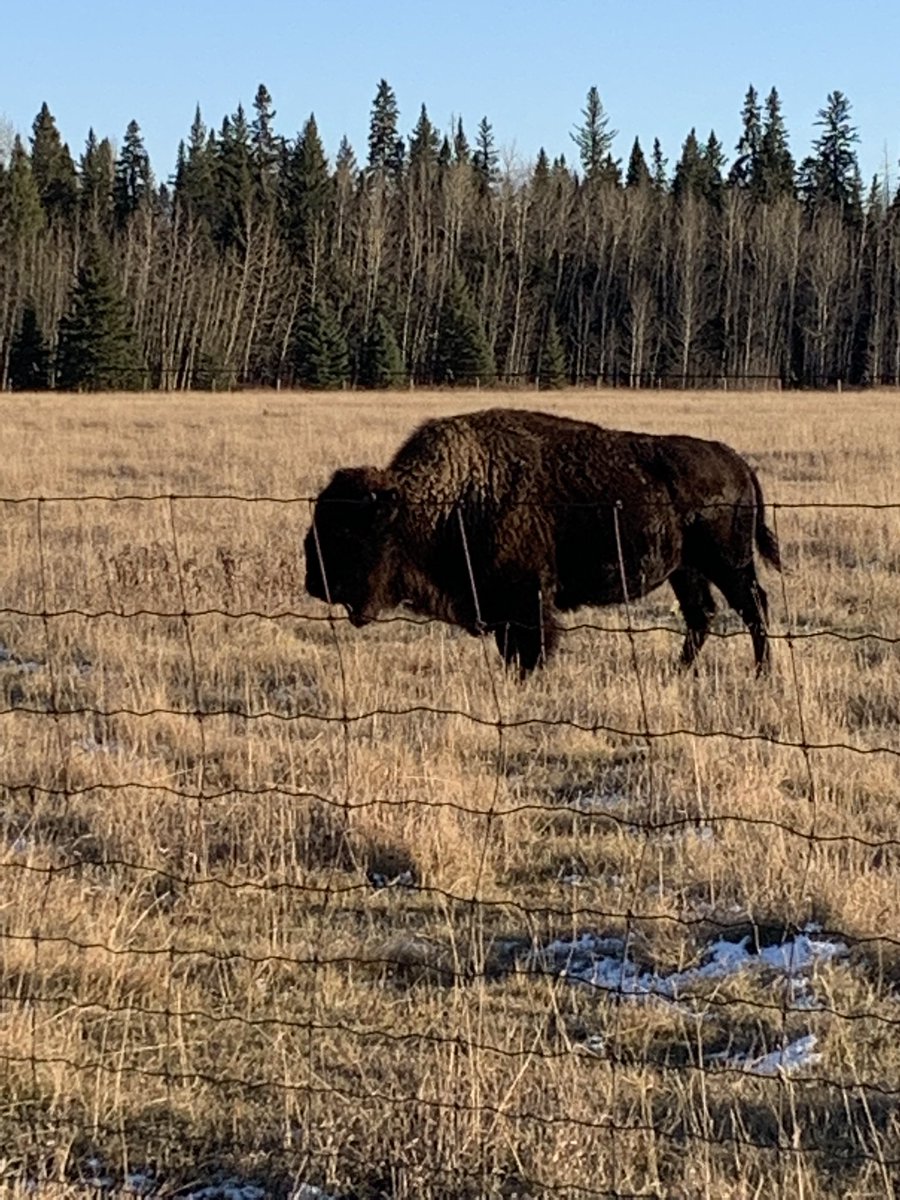 #NationalBisonDay in all it’s glory