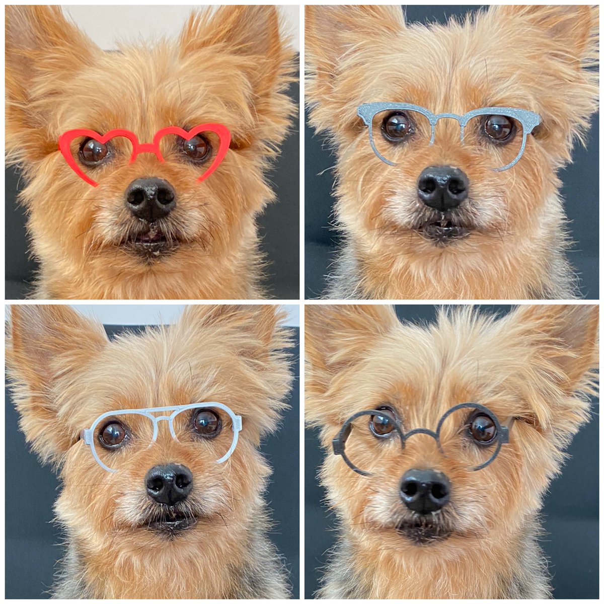 Benji_Madagascar tweet media