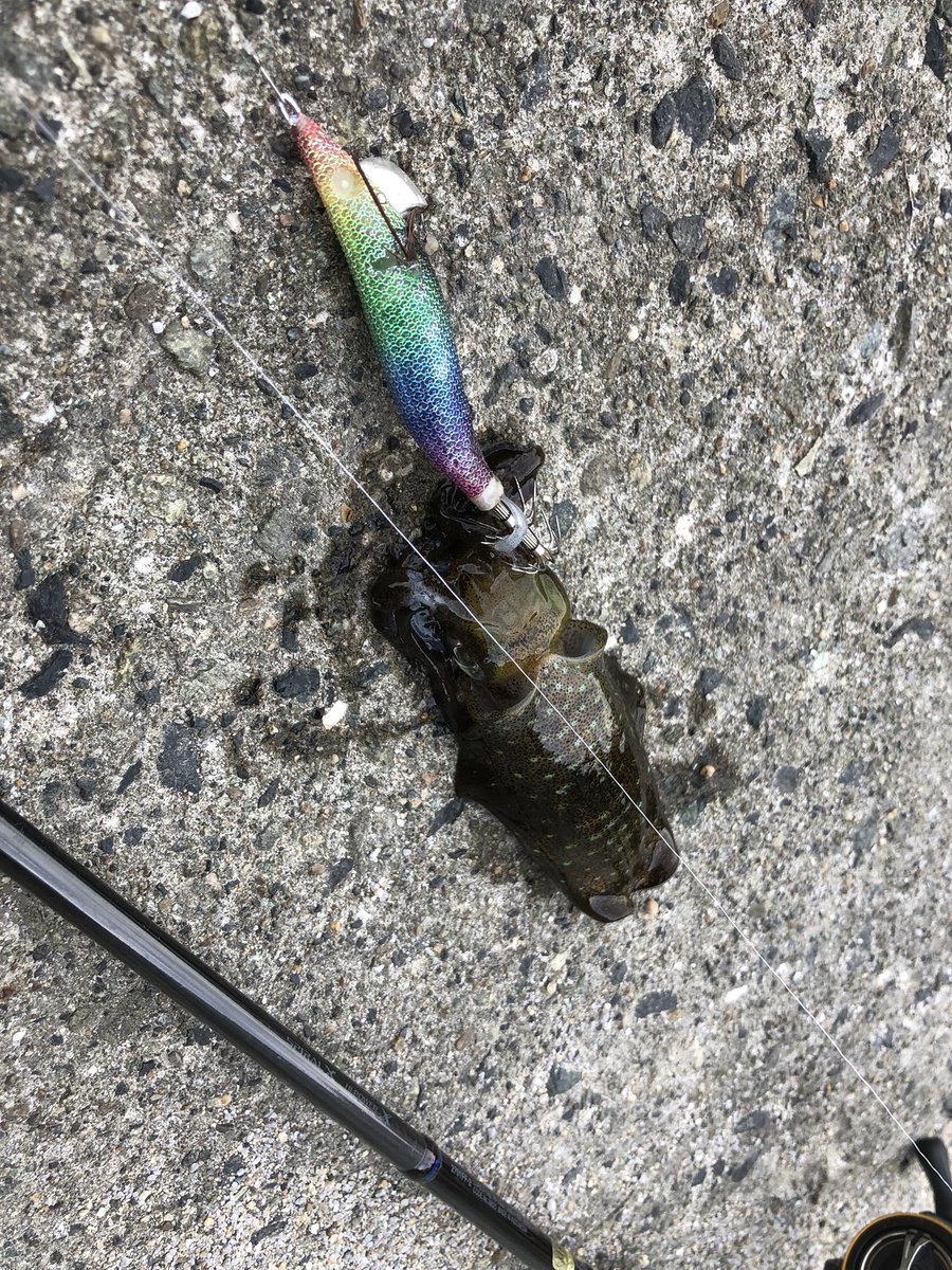 rintaro_fishing's tweet photo. ｴｷﾞﾝｸﾞ https://t.co/yofx5nbjLT