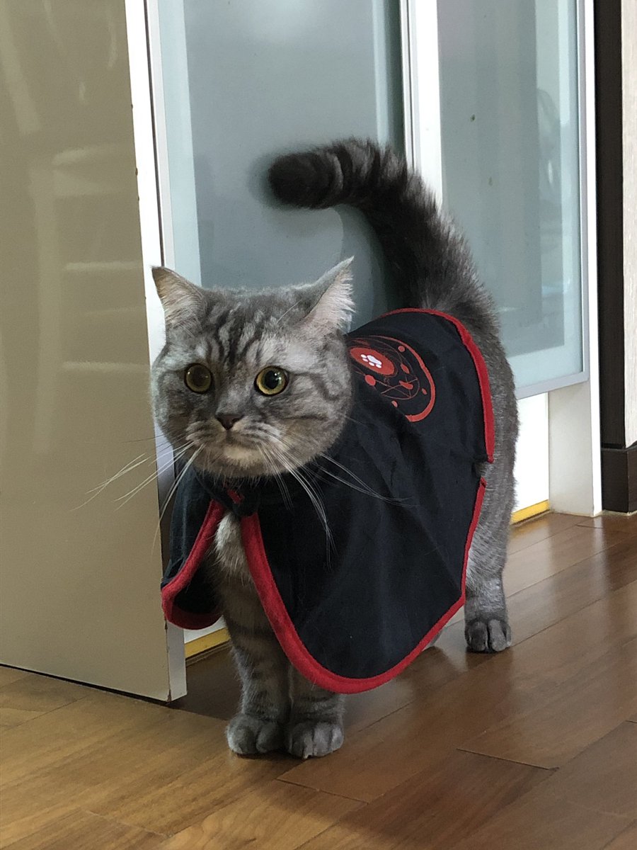KittyCatCharlie's tweet photo. It’s a little bit late but happy halloween 🎃👻 https://t.co/t3WUU5zb7Z