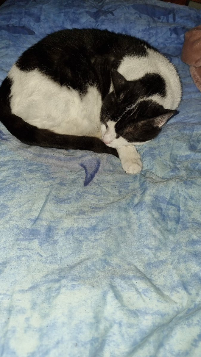 Chlowning's tweet photo. @nailogical kitty cats always know when you need that extra company...mines been curled up with me for the last 6 hours <3 https://t.co/uLWIRPJhEf