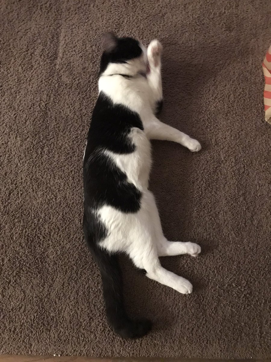 EasternWalrus's tweet photo. Moxley is tired from hanging out with my parents and their dog for a few days but he’s happy to be home, he is also long as fuck #moxley #tittymaster https://t.co/uosOxSDytu