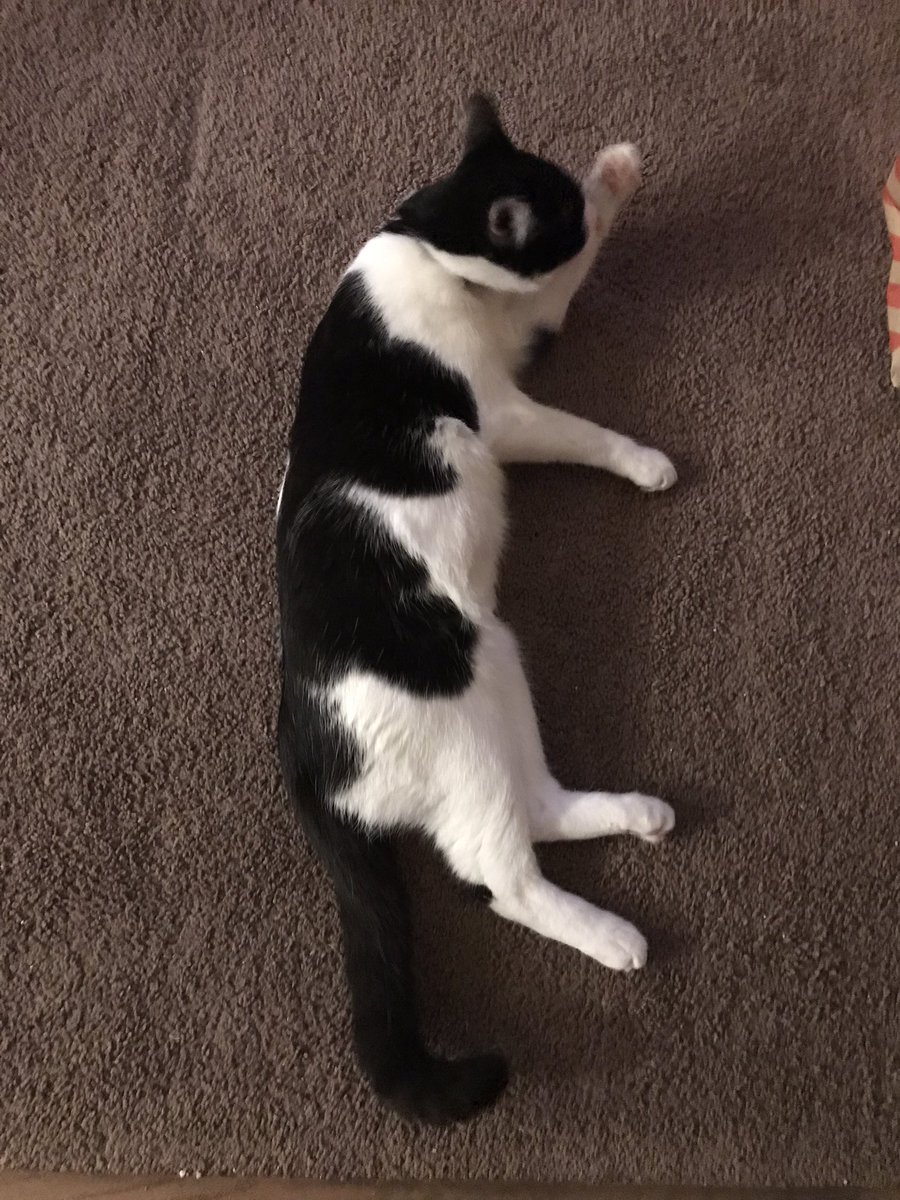 EasternWalrus's tweet photo. Moxley is tired from hanging out with my parents and their dog for a few days but he’s happy to be home, he is also long as fuck #moxley #tittymaster https://t.co/uosOxSDytu