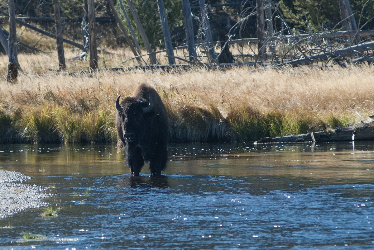 ExtremeRVing's tweet photo. “Advice from a Bison: stand your ground. Have a tough hide. Keep moving. Cherish wide open spaces. Have a strong spirit. Roam wild and free. Let the chips fall where they may.” @yourtruenature #NationalBisonDay #ExploreOurNation #leaveordinarybehind #rvlife @RVmagazine https://t.co/rcbFzDuVMQ