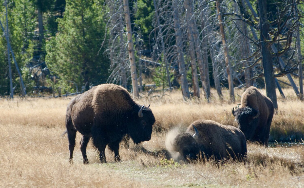 ExtremeRVing's tweet photo. “Advice from a Bison: stand your ground. Have a tough hide. Keep moving. Cherish wide open spaces. Have a strong spirit. Roam wild and free. Let the chips fall where they may.” @yourtruenature #NationalBisonDay #ExploreOurNation #leaveordinarybehind #rvlife @RVmagazine https://t.co/rcbFzDuVMQ