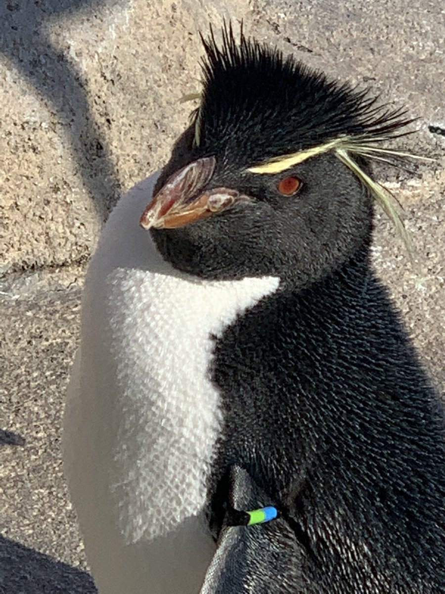 仙台うみの杜水族館 本日7日からイワトビペンギンたちも冬のお外展示が始まりました S Uminomori イワトビ 21 11 07 宮城野 みやぎの 区の子育て支援企業 店舗 仙台うみの杜水族館 仙台 宮城の子育て支援情報が満載 ぐるっとママ仙台 仙台うみの杜水族館 本日7日からイワトビペンギンたちも冬のお外展示が始まりました S Uminomori イワトビ 21 11 07 宮城野 みやぎの 区の子育て支援企業 店舗 仙台うみの杜水族館 仙台 宮城の子育て支援情報が満載 ぐるっとママ仙台