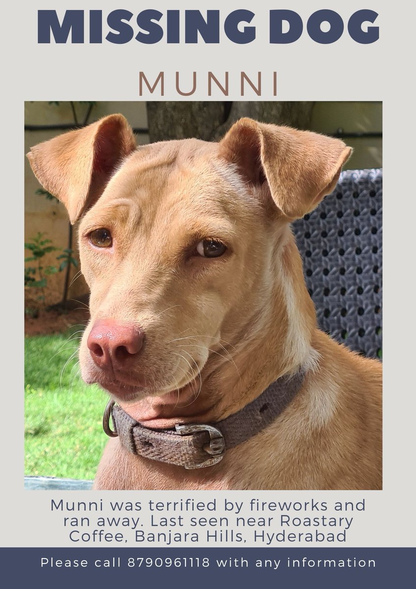 nuts2406's tweet photo. #MissingDog #Hyderabad
Munni is still missing. She's a gentle soul, and must be absolutely terrified and disoriented.
Last seen at Banjara Hills. Please, please look out for her. https://t.co/HIo0TvFqDI