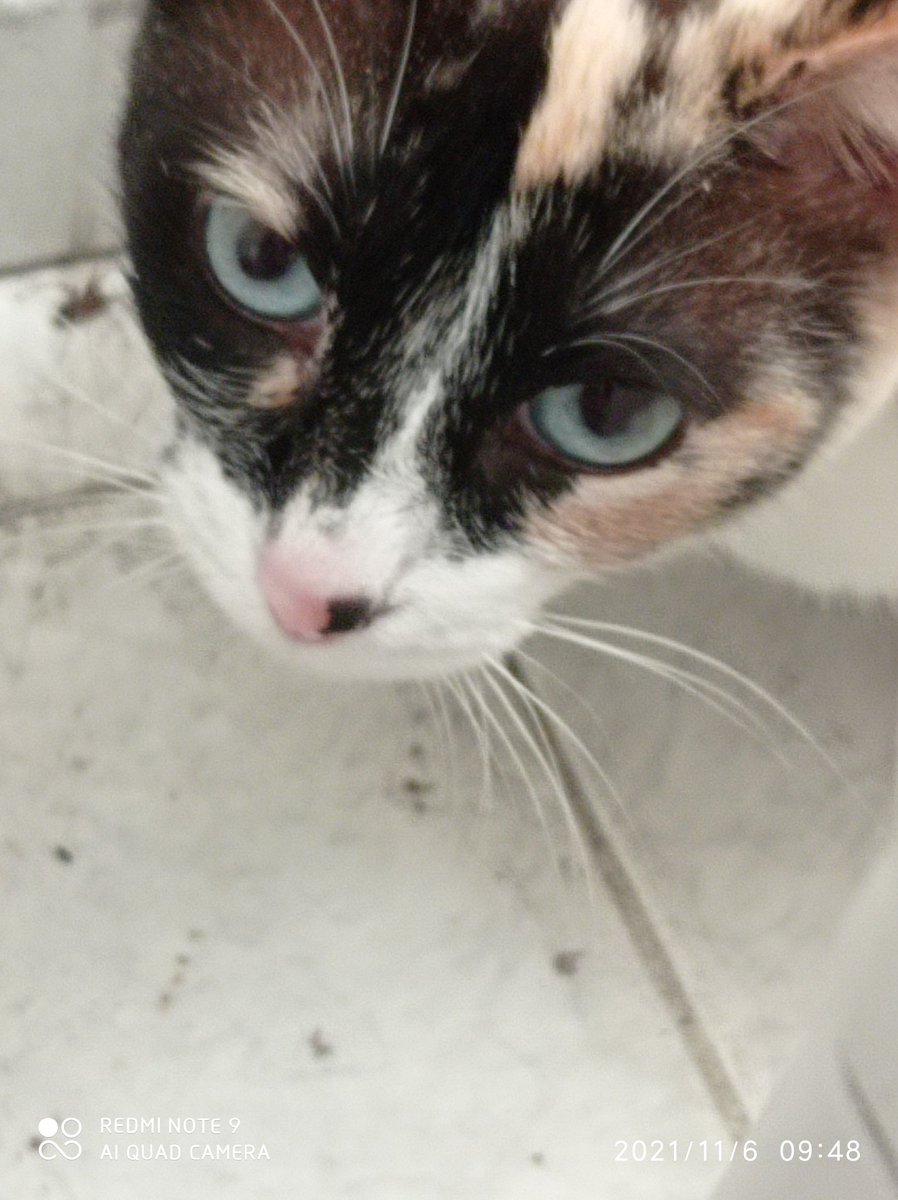 Acarra5's tweet photo. Busca un hogar. Gata tricolor, esterilizada, desparasitada. Encontrada y busca una familia!! https://t.co/KmN8RLdrXR
